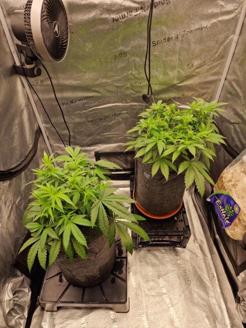 California Octane by HSC. Week 8