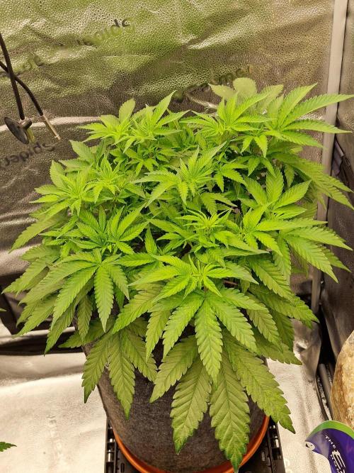 California Octane by HSC. Week 8