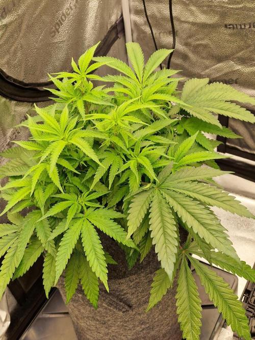 California Octane by HSC. Week 8