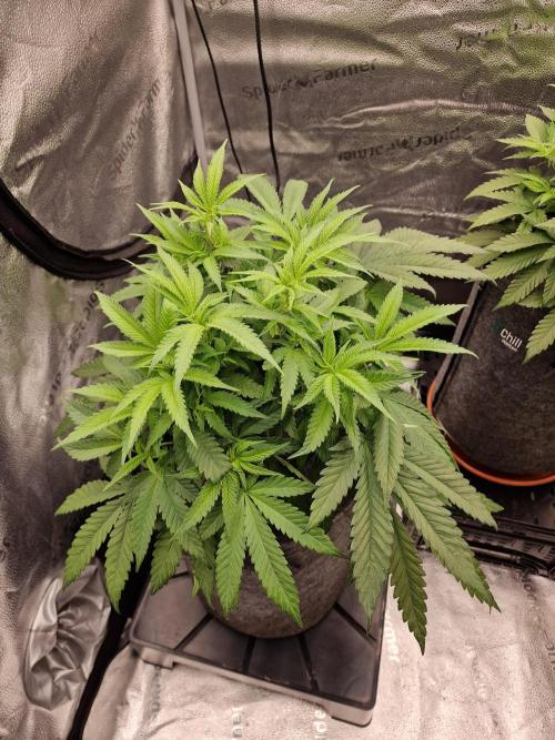 California Octane by HSC. Week 8