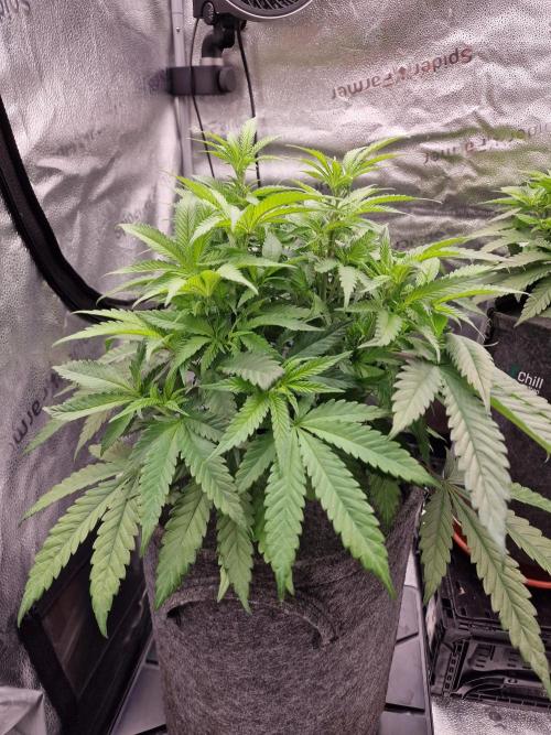 California Octane by HSC. Week 8