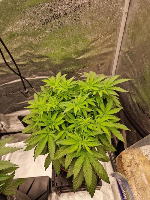 California Octane by HSC. Week 8