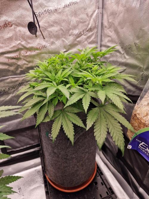 California Octane by HSC. Week 8