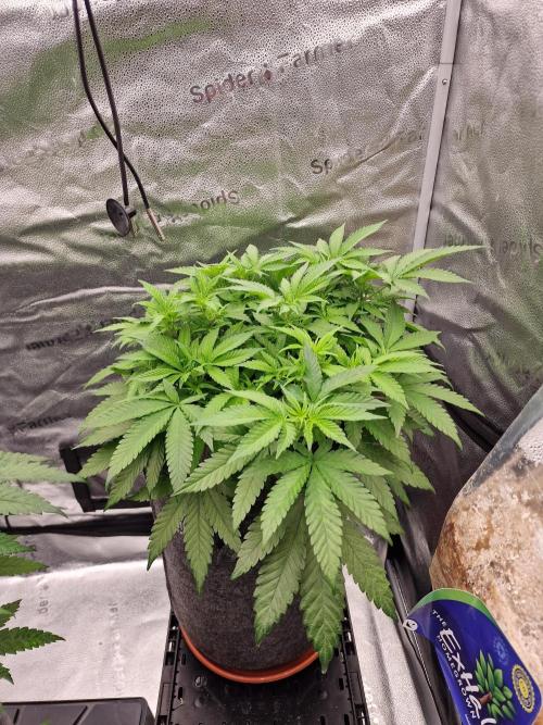 California Octane by HSC. Week 8
