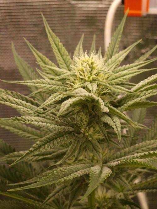 Chicken n’ Wafflez by Humboldt (HSC). Week 10