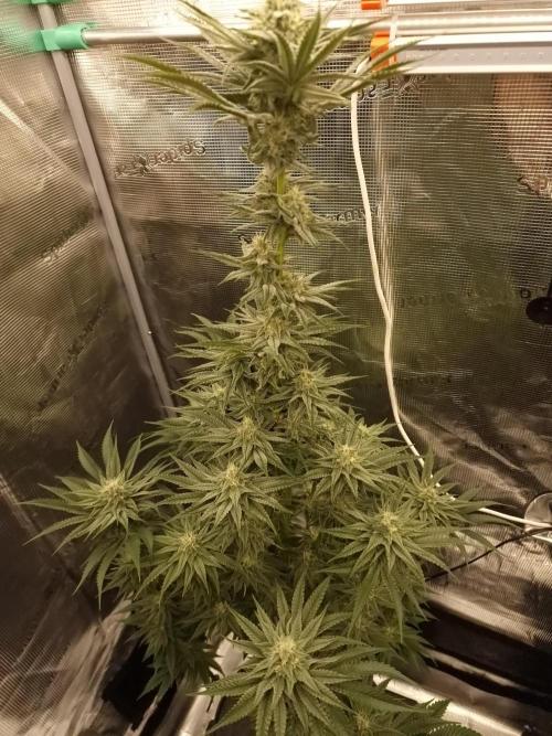 Chicken n’ Wafflez by Humboldt (HSC). Week 10
