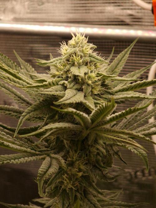 Chicken n’ Wafflez by Humboldt (HSC). Week 10