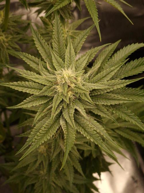 Chicken n’ Wafflez by Humboldt (HSC). Week 10