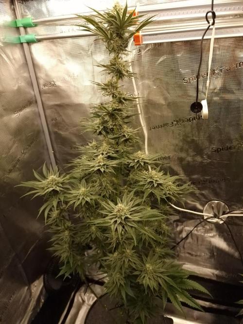 Chicken n’ Wafflez by Humboldt (HSC). Week 10