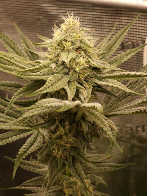 Chicken n’ Wafflez by Humboldt (HSC). Week 10