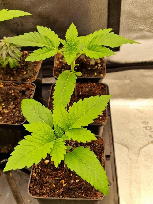 Candy Hustle by HSC. Week 2