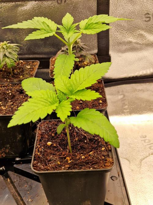 Candy Hustle by HSC. Week 2