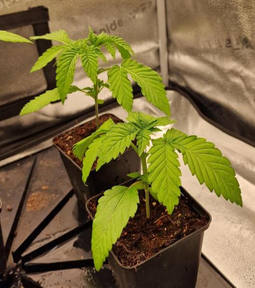 Candy Hustle by HSC. Week 2