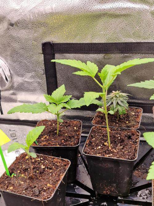 Mango sherbert by HSC. Week 2 - top right mango sherbert