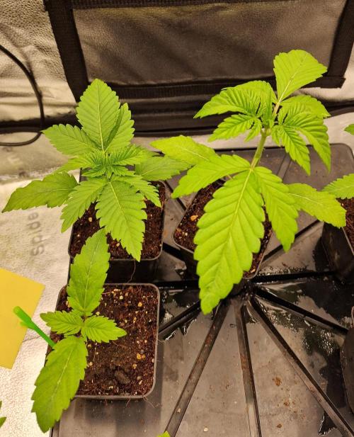 Mango Sherbert. Week 2