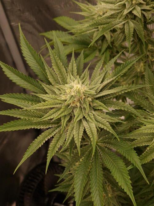 Chicken n’ Wafflez by Humboldt (HSC). Week 11