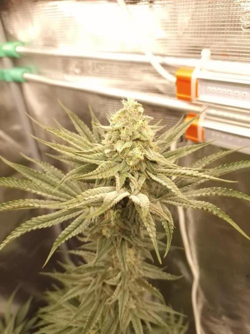 Chicken n’ Wafflez by Humboldt (HSC). Week 11