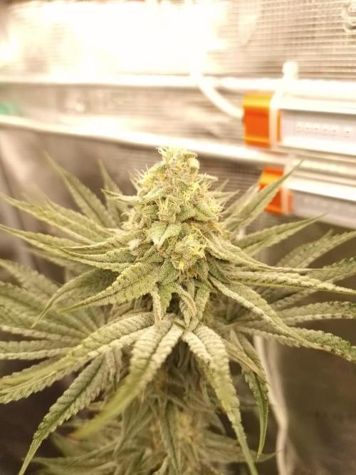 Chicken n’ Wafflez by Humboldt (HSC). Week 11
