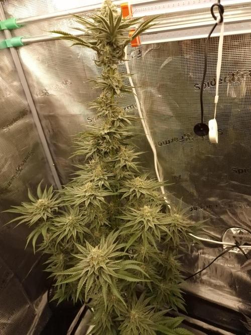 Chicken n’ Wafflez by Humboldt (HSC). Week 11