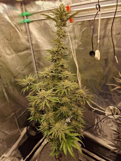 Chicken n’ Wafflez by Humboldt (HSC). Week 11