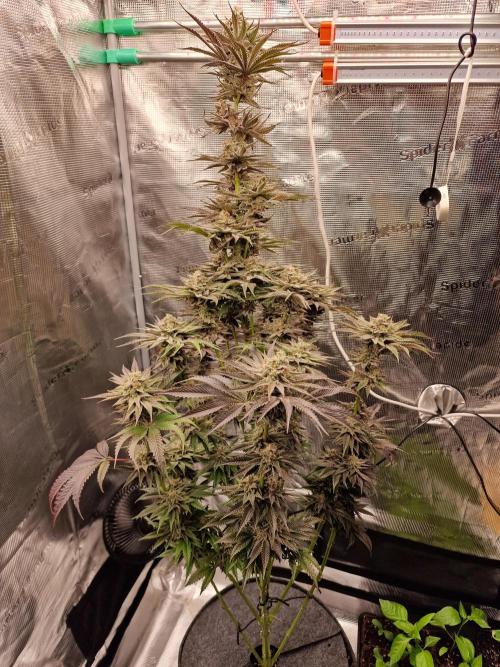 Chicken n’ Wafflez by Humboldt (HSC). Week 11