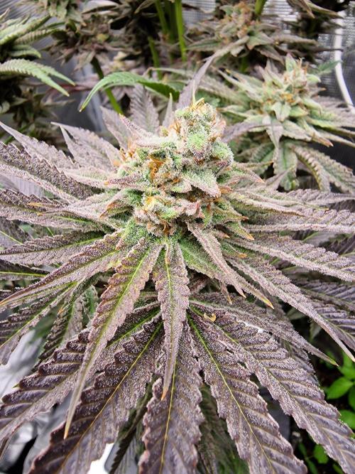 Chicken n’ Wafflez by Humboldt (HSC). Week 11