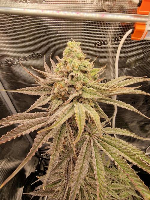 Chicken n’ Wafflez by Humboldt (HSC). Week 11