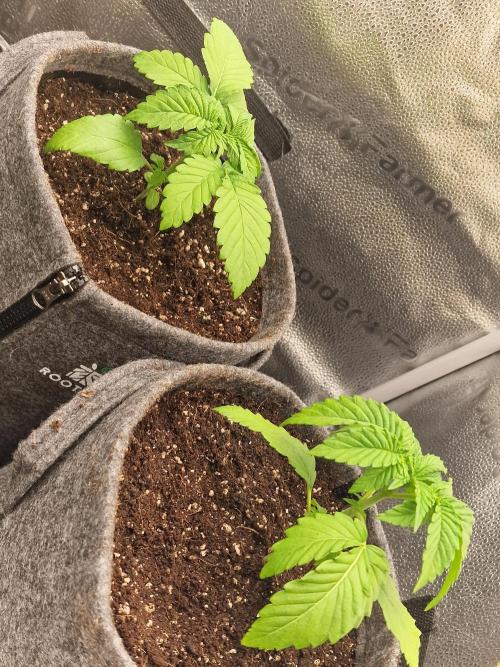 Candy Hustle by HSC. Week 3