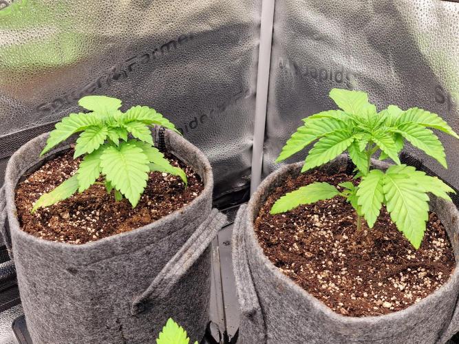 Candy Hustle by HSC. Week 3