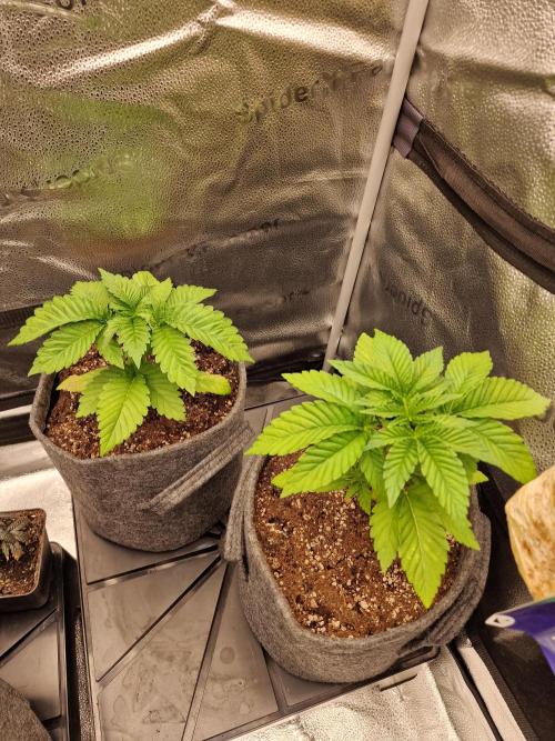 Candy Hustle by HSC. Week 3