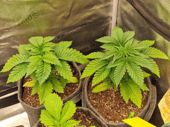 Candy Hustle by HSC. Week 3