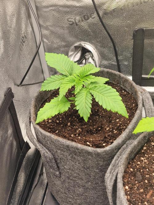 Chicken n’ Wafflez by Humboldt (HSC) #2. Week 3