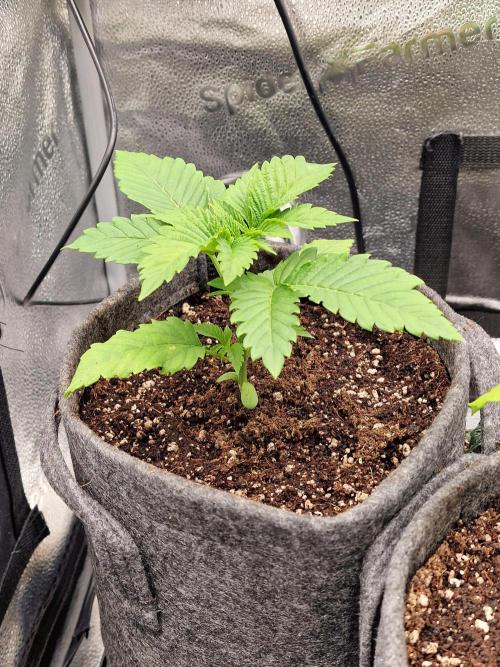Chicken n’ Wafflez by Humboldt (HSC) #2. Week 3