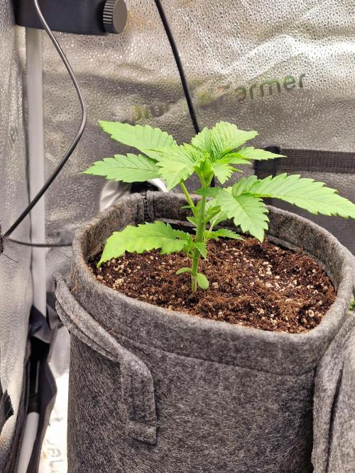 Chicken n’ Wafflez by Humboldt (HSC) #2. Week 3