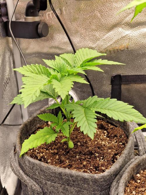 Chicken n’ Wafflez by Humboldt (HSC) #2. Week 3