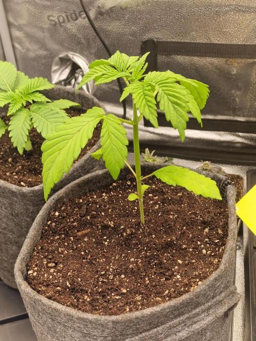 Mango sherbert by HSC. Week 3