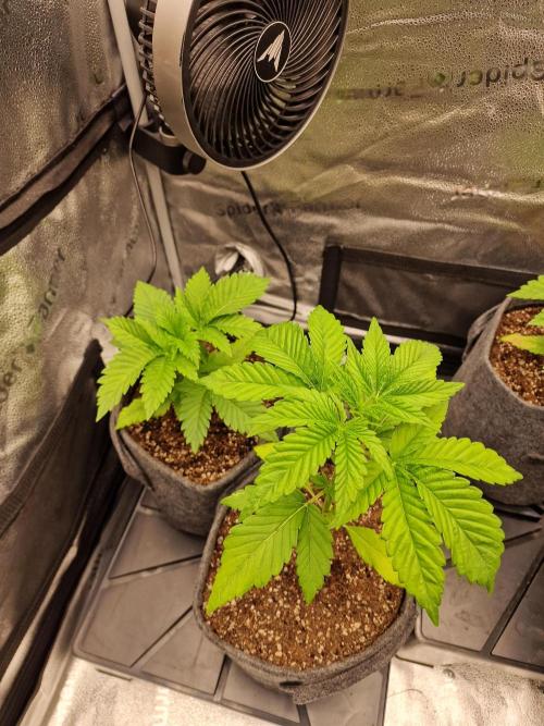 Mango sherbert by HSC. Week 3