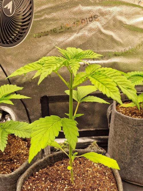 Mango sherbert by HSC. Week 3