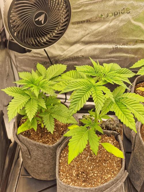 Mango sherbert by HSC. Week 3