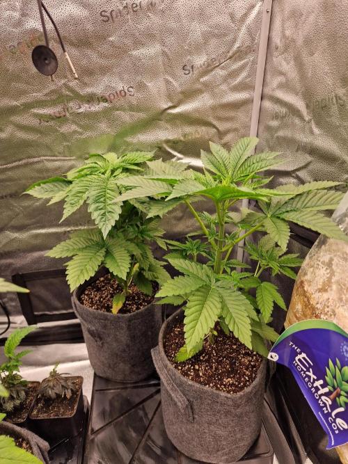 Candy Hustle by HSC. Week 4