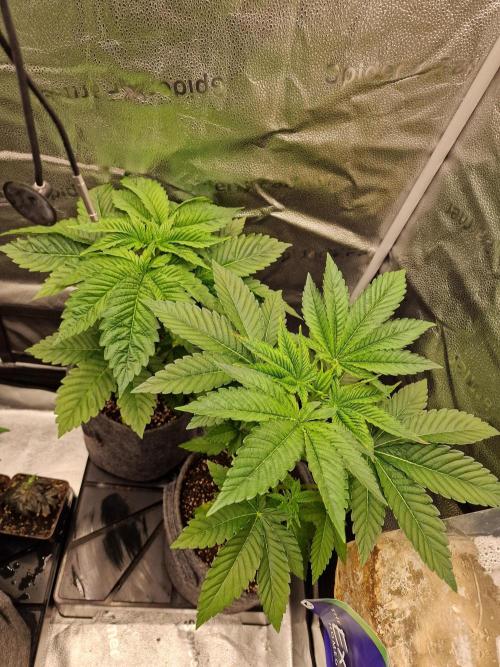 Candy Hustle by HSC. Week 4