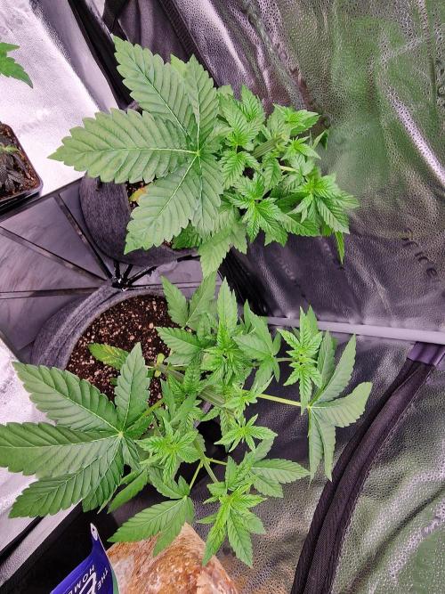 Candy Hustle by HSC. Week 4