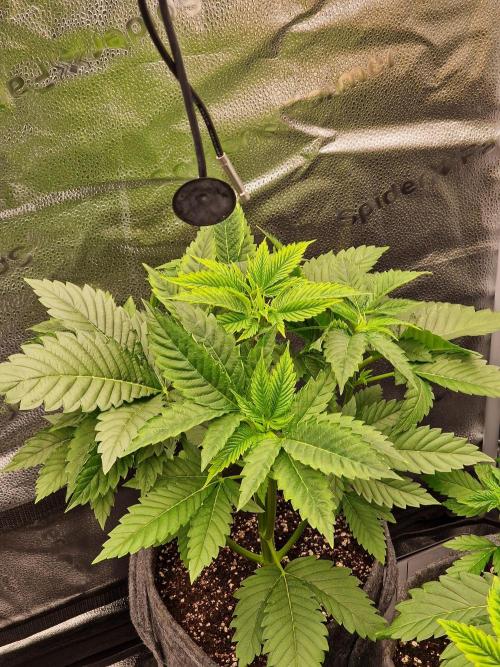 Candy Hustle by HSC. Week 4