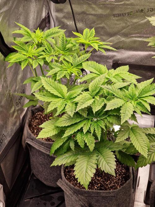 Candy Hustle by HSC. Week 4