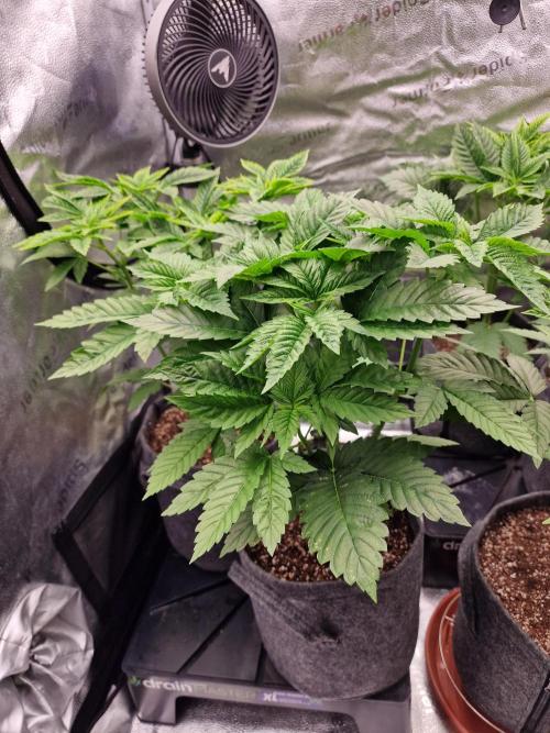 Candy Hustle by HSC. Week 4