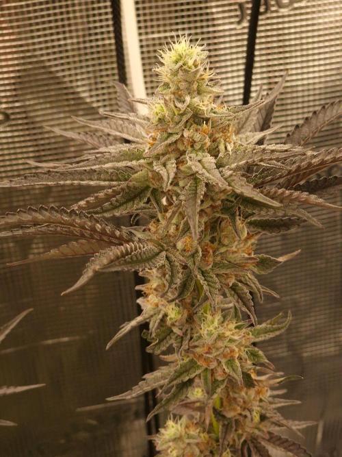 Jelly Donutz - Humboldt Seed Company. Week 13