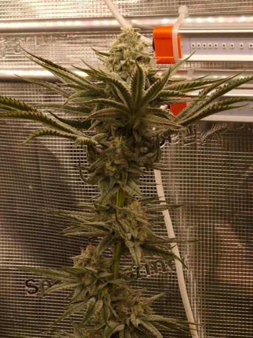 Jelly Donutz - Humboldt Seed Company. Week 13