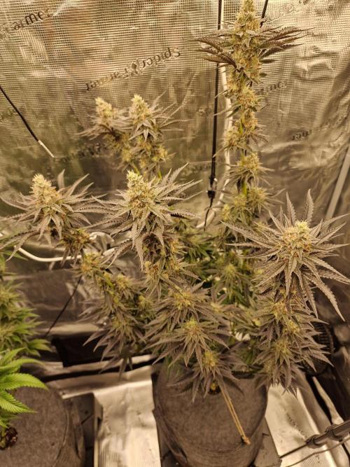Jelly Donutz - Humboldt Seed Company. Week 13