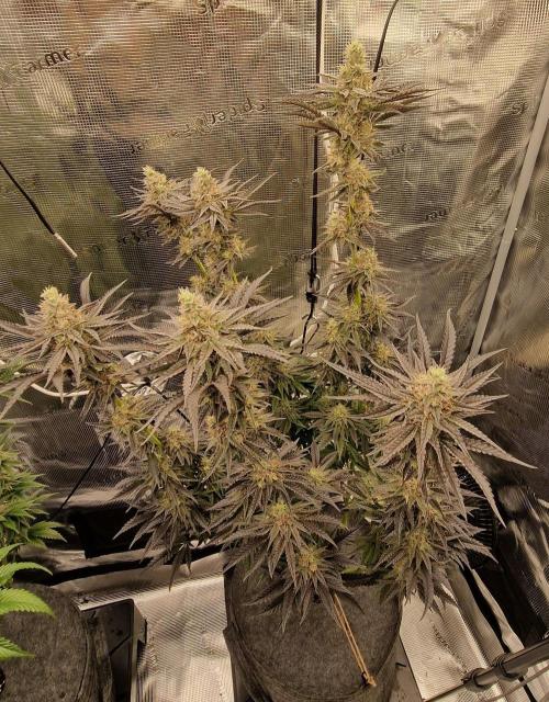 Jelly Donutz - Humboldt Seed Company. Week 13