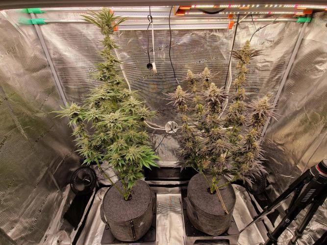 Jelly Donutz - Humboldt Seed Company. Week 13